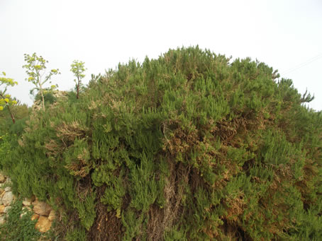 D3 Vegetation near Calypso Cave