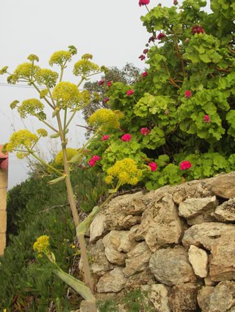 C9 Vegetation near Calypso Cave