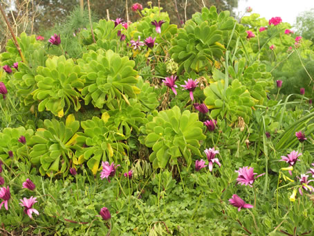 C8 Vegetation near Calypso Cave