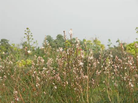 C4 Vegetation near Calypso Cave