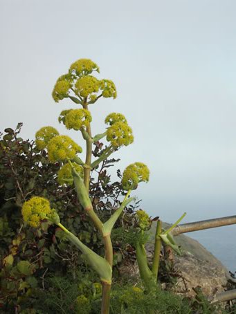 C3 Vegetation near Calypso Cave