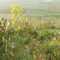 D1 Vegetation near Calypso Cave