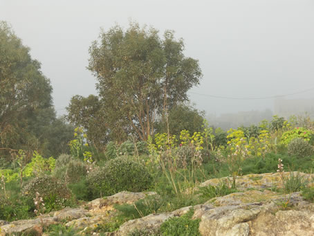 C2 Vegetation near Calypso Cave