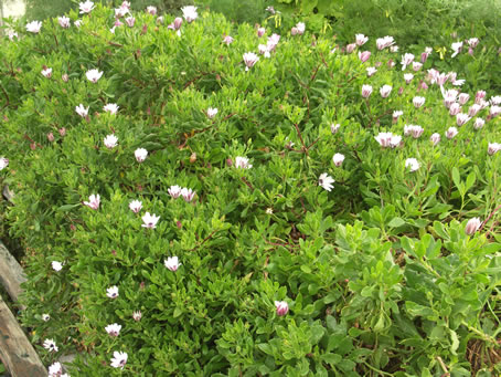 D2 Vegetation near Calypso Cave