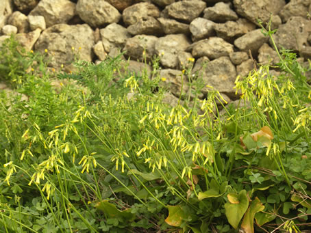 D4 Vegetation near Calypso Cave