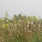 C4 Vegetation near Calypso Cave