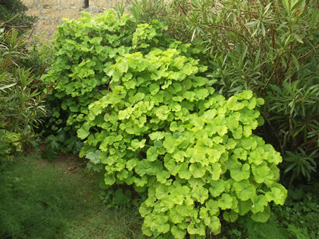 C6 Vegetation near Calypso Cave