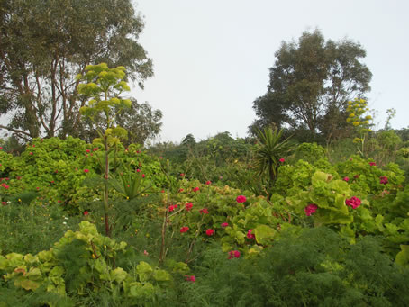 C7 Vegetation near Calypso Cave