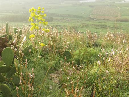 D1 Vegetation near Calypso Cave