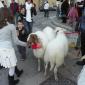 A2 Lambs spotlessly clean to follow procession