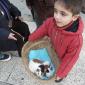 A4 Guinea pigs cosily in basket