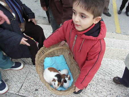 A4 Guinea pigs cosily in basket