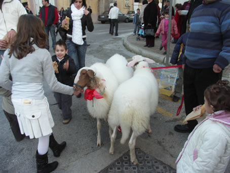 A2 Lambs spotlessly clean to follow procession