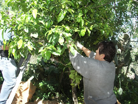 003 Picking the blossom