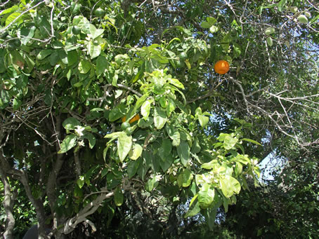 001 Seville orange tree