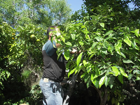 005 Lorry among the foliage