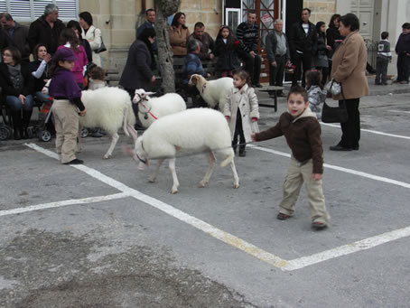 A1 Lambs in Victory Square