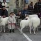 A2 Children with spotlessly clean sheep