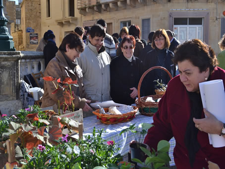 013 Flower plants for sale