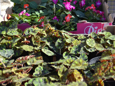 012 Flower plants for sale