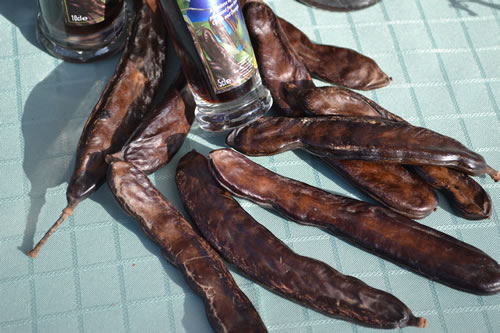 DSC_0050 CAROB FRUIT