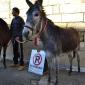 005 No Parking except donkeys