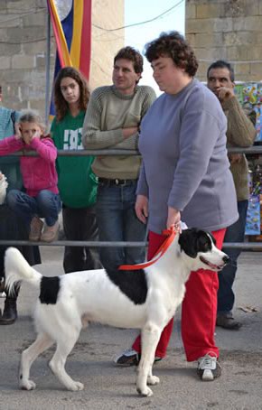 160 Choosing the Best in Show winner under 1 year