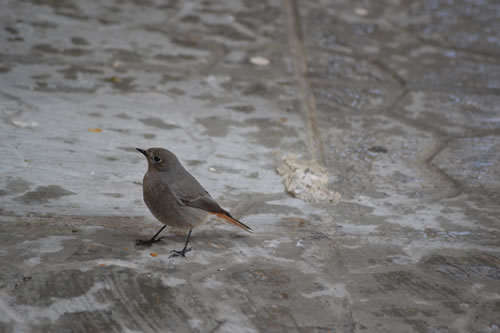 05 winter visitor braved the weather