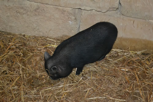 DSC_0280 piglet