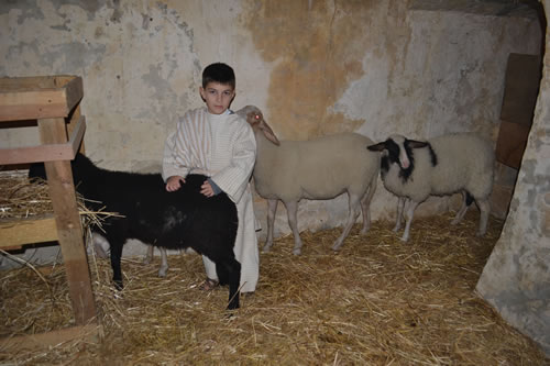 DSC_0275 Tending the flock