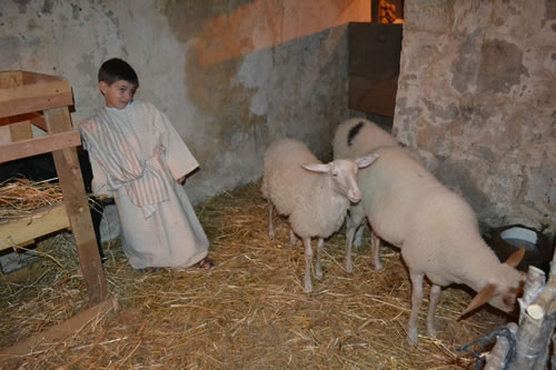 DSC_0274 Tending the flock