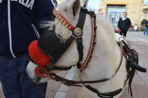 DSC_0079 Pony ready to carry the statue