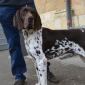 19 JAN 2014 - 1100 DOG AND FALCON SHOW