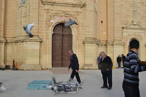 DSC_0121 Pigeons let to fly