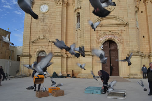 DSC_0122 Pigeons let to fly