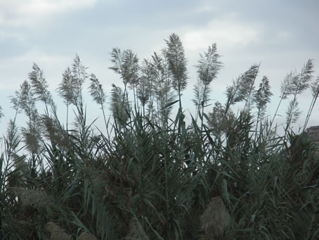 D3 Reeds at Ghajn Qasab