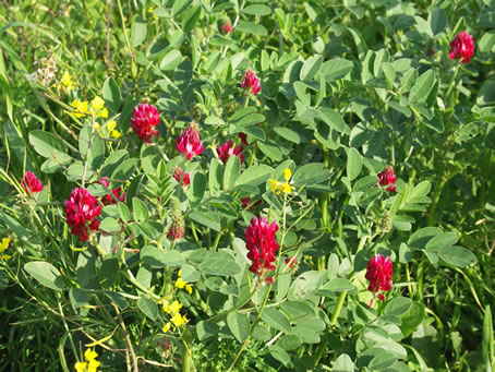 B6 early appearance of red clover