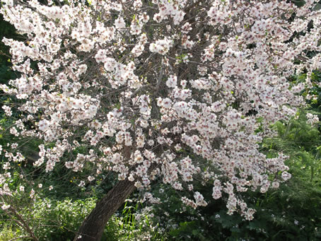 A1 Almond tree first to blossom