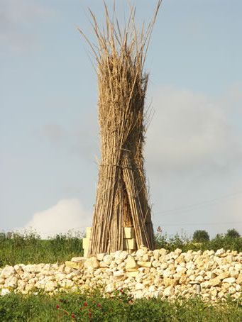 B9 reeds stacked in middle of field