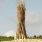 B9 reeds stacked in middle of field