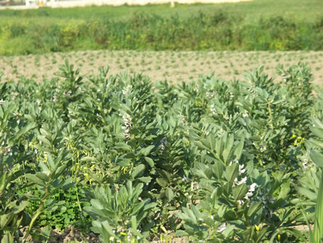 C2 Broad beans