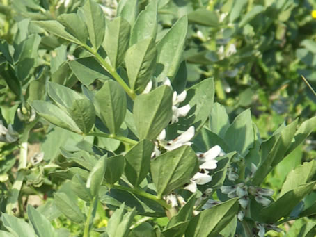 C1 Broad beans in flower