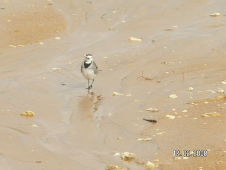 D7 Wagtailing in the sand