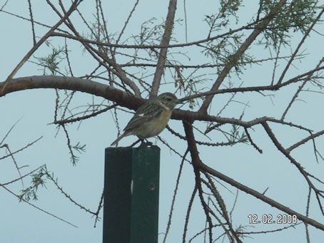 D8 Feathered friend - winter visitor