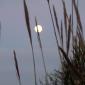 Feb 6 2004 Moon 7.00a.m. behind reeds