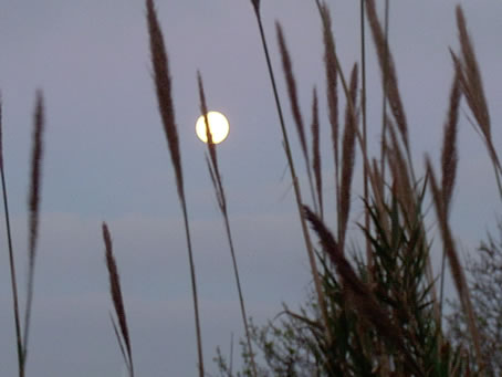 Feb 6 2004 Moon 7.00a.m. behind reeds