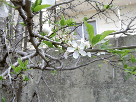 plum blossom