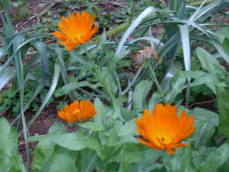 marigolds