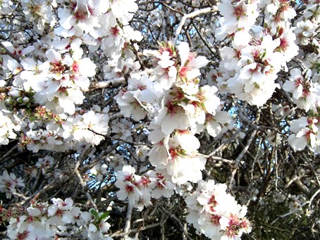 Tue 10 Feb 2004 024 almond blossoms close up