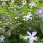 Blue star shrub